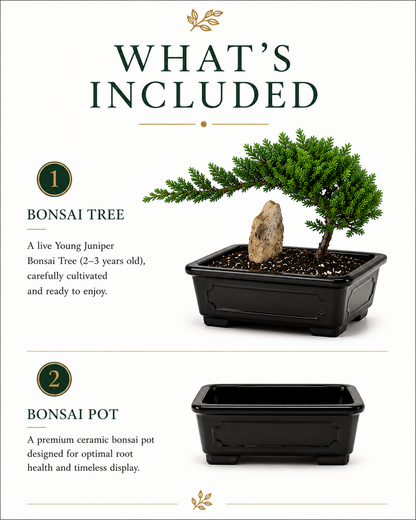TODOROKI Young Juniper Bonsai