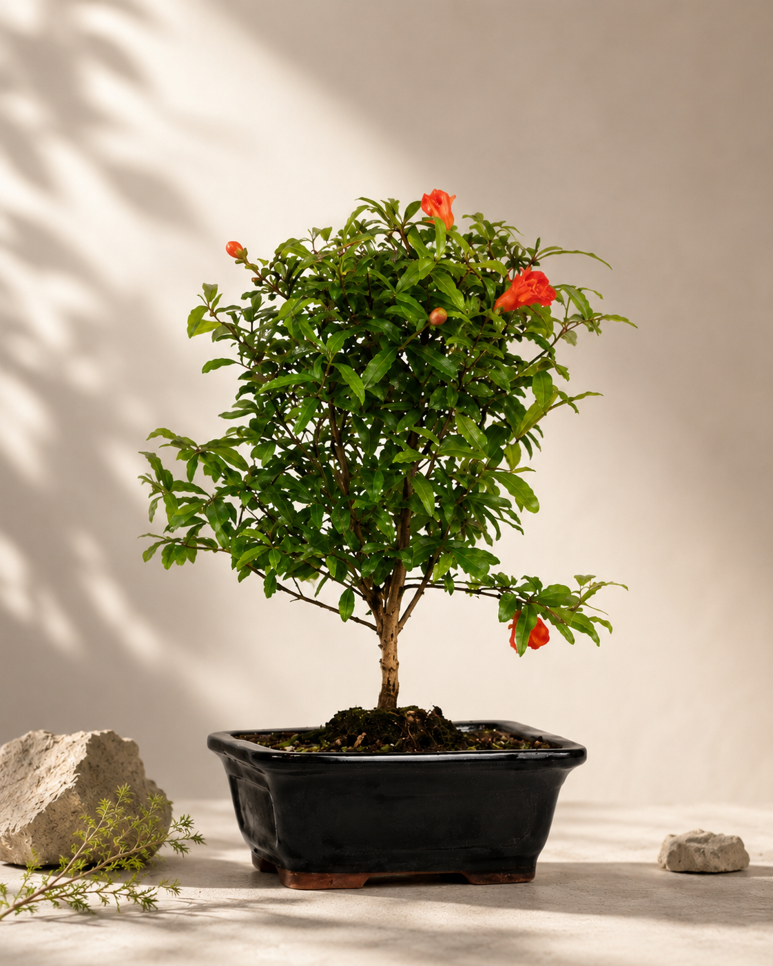 TODOROKI Pomegranate Bonsai Tree