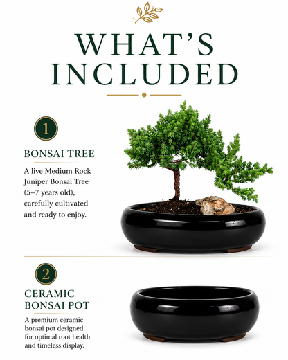 TODOROKI Medium Rock Juniper Bonsai