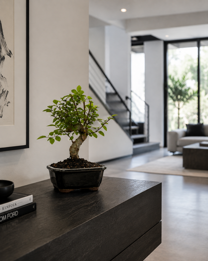 TODOROKI Shohin Chinese Elm Bonsai Tree