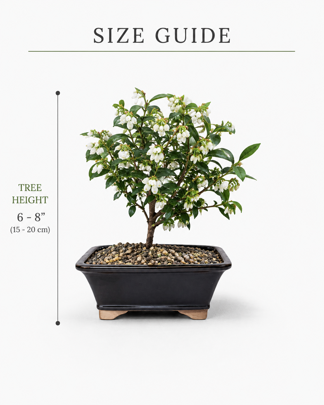 Dwarf Blueberry Bonsai Tree