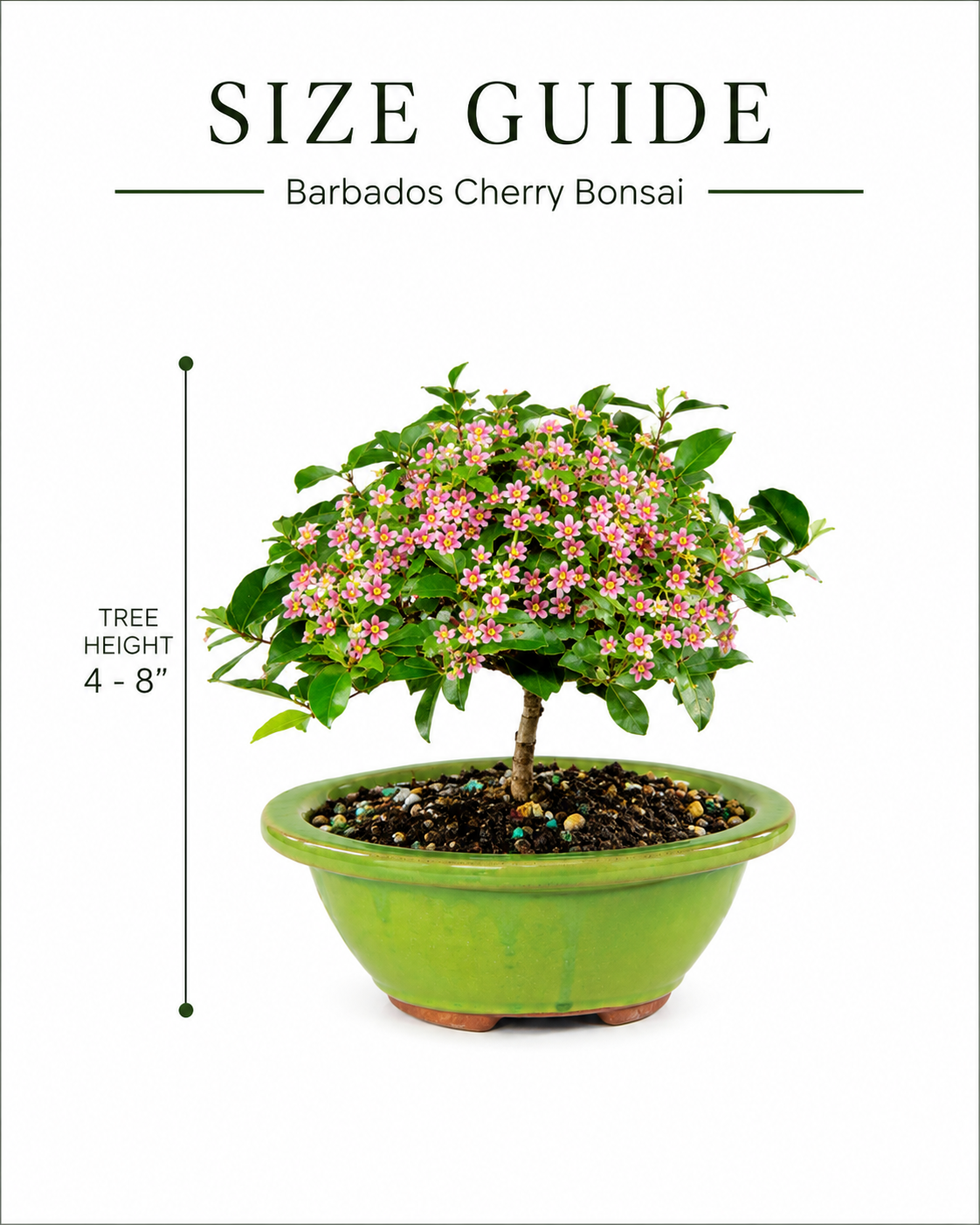 Barbados Cherry Bonsai