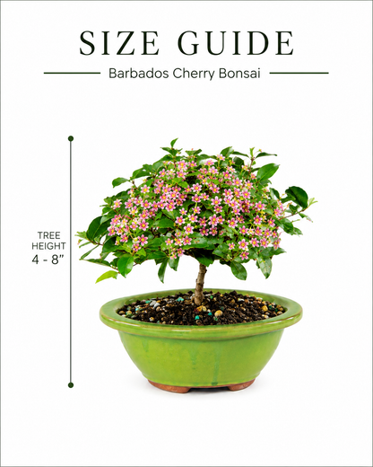 Barbados Cherry Bonsai