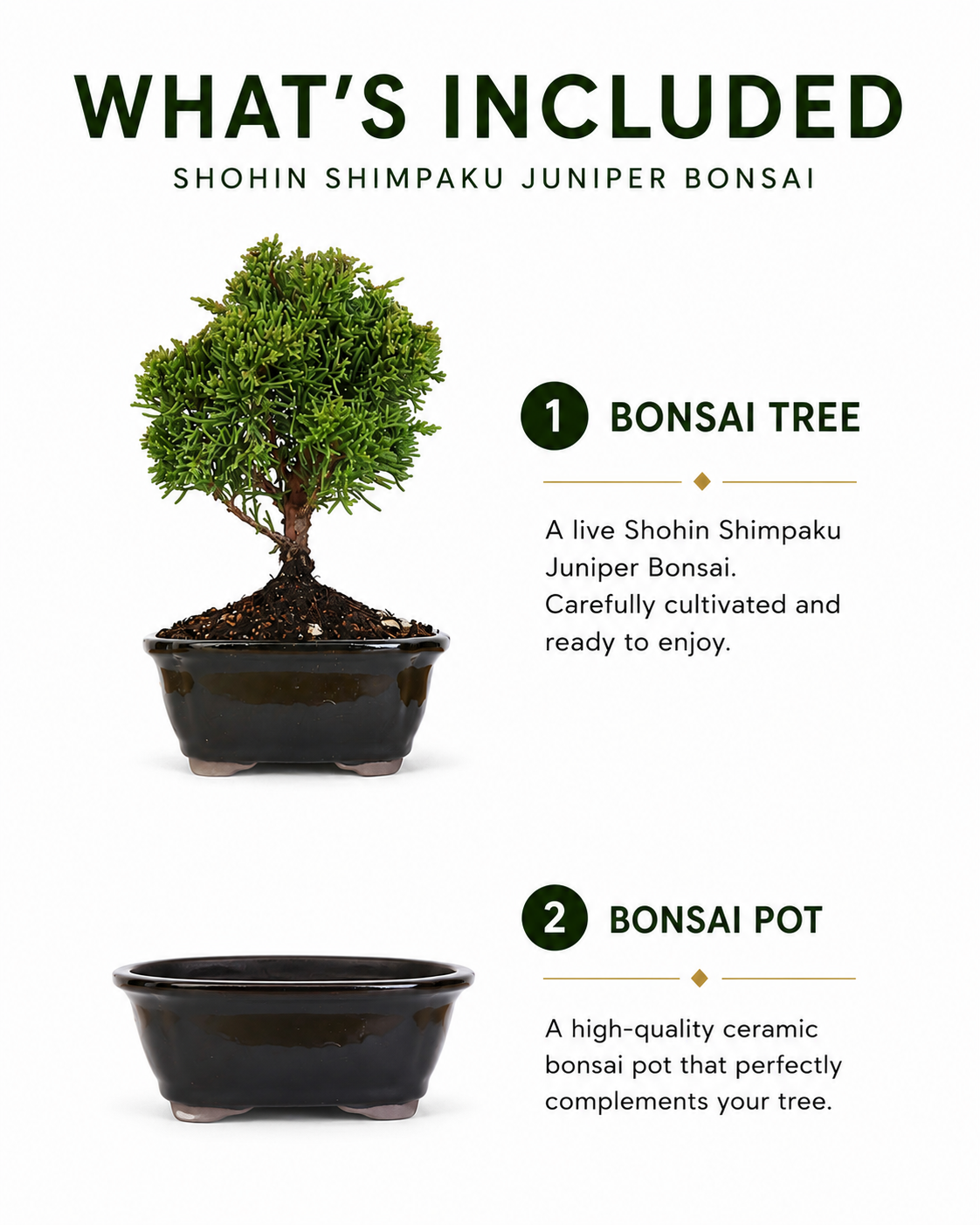 TODOROKI Shohin Shimpaku Juniper Bonsai