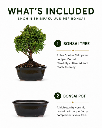 TODOROKI Shohin Shimpaku Juniper Bonsai