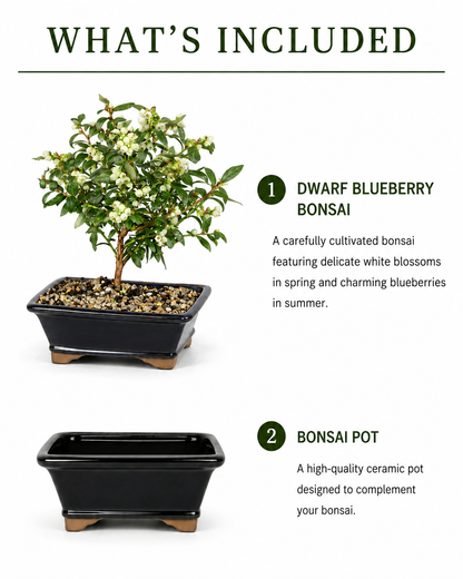 Dwarf Blueberry Bonsai Tree