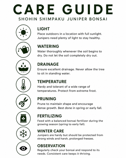 TODOROKI Shohin Shimpaku Juniper Bonsai