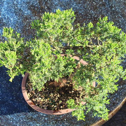 - Large Juniper Live Bonsai Tree