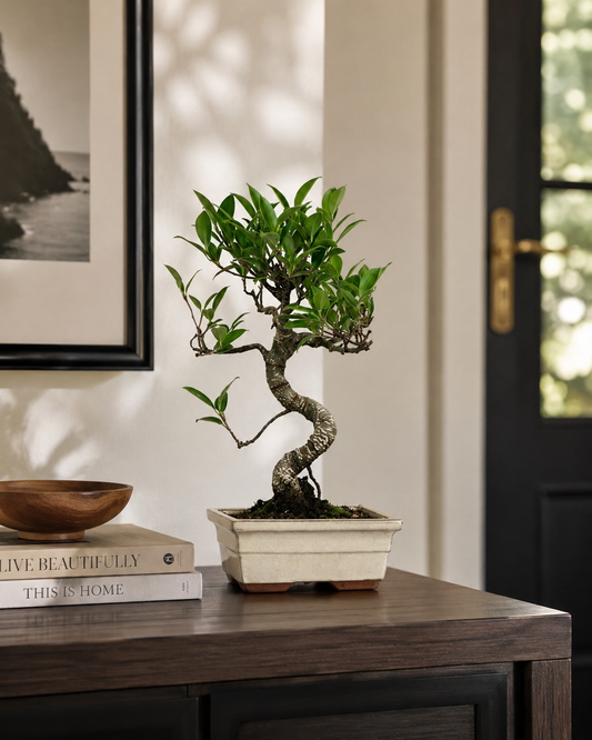 TODOROKI Miniature Golden Gate Ficus Bonsai Tree