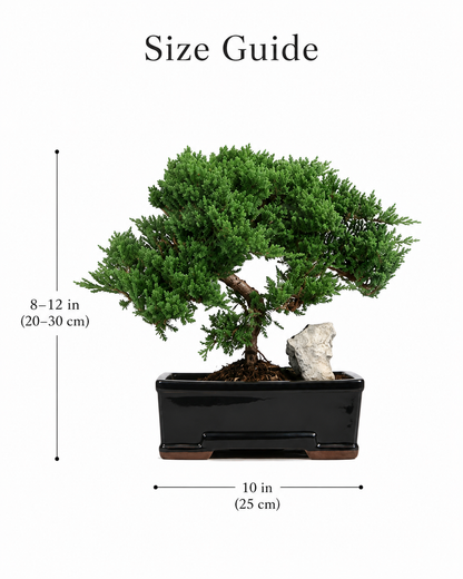 TODOROKI Large Rock Juniper Bonsai