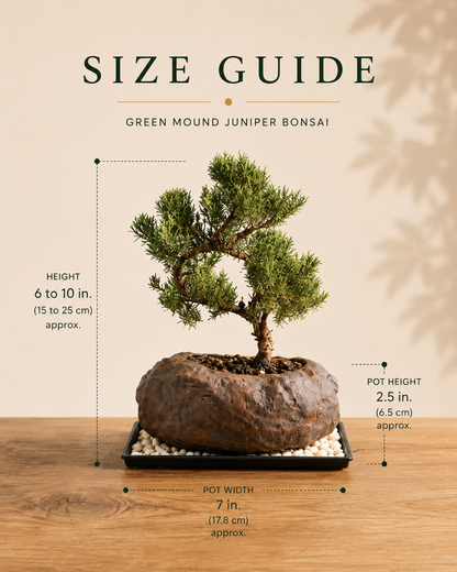 Juniper Live Bonsai Tree