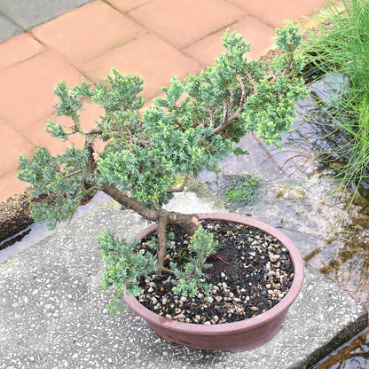 - Large Juniper Live Bonsai Tree