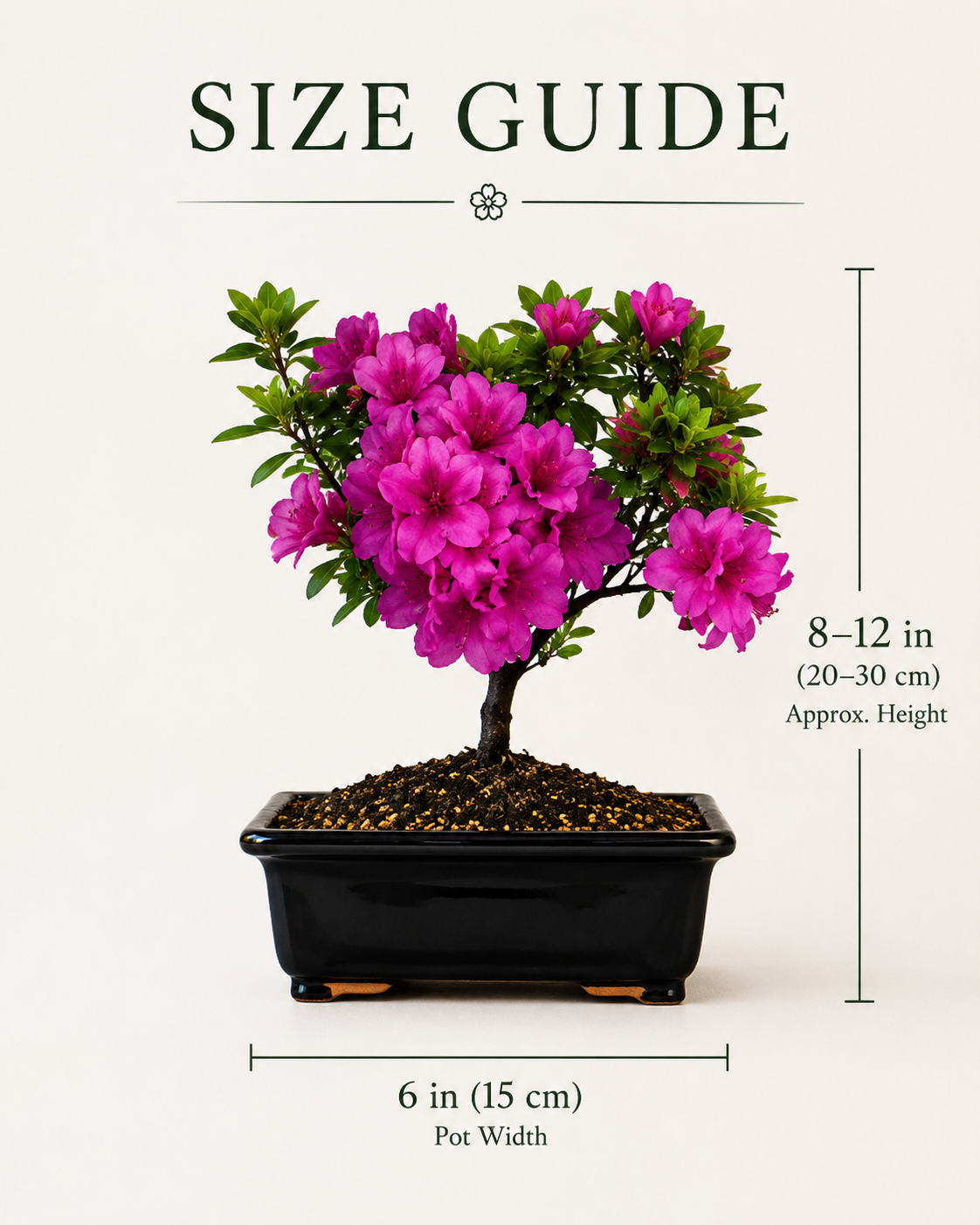 TODOROKI Purple Azalea Bonsai Tree