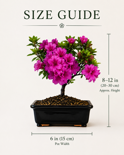 TODOROKI Purple Azalea Bonsai Tree