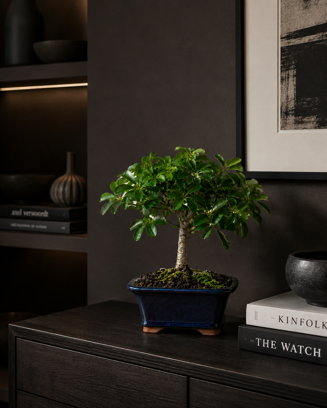 Hawaiian Umbrella Bonsai