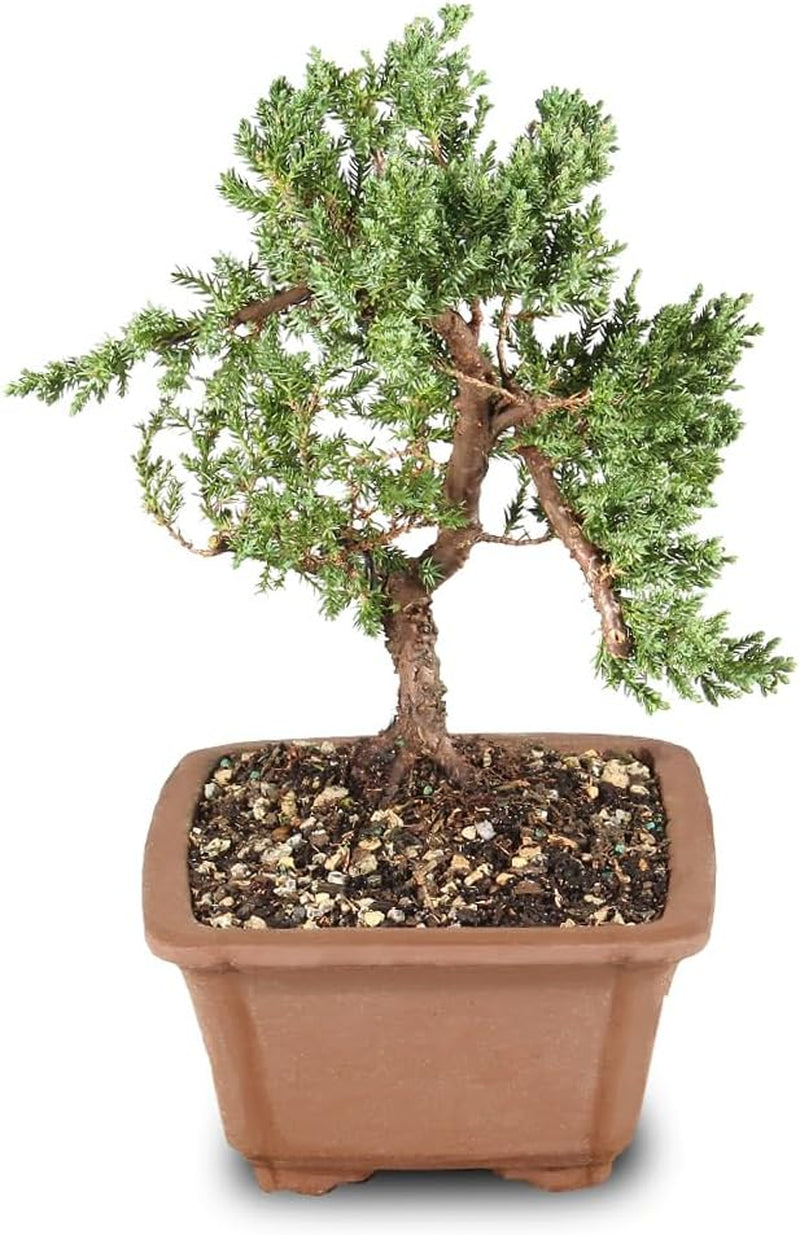 - Medium Juniper Live Bonsai Tree