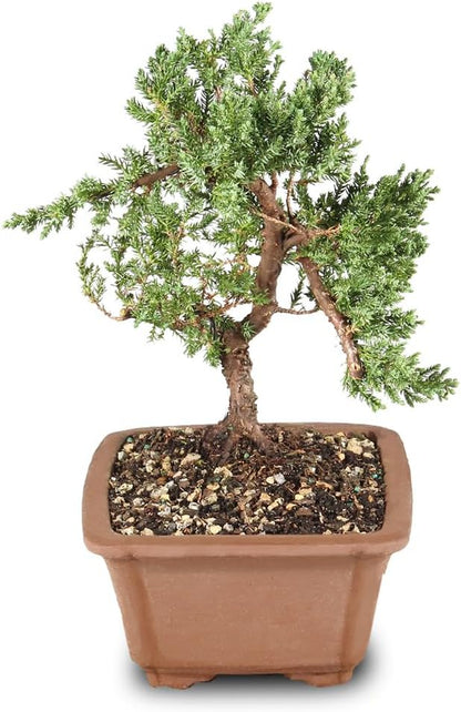 - Medium Juniper Live Bonsai Tree