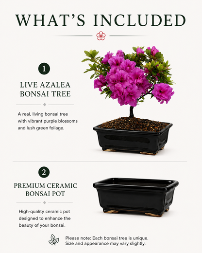 TODOROKI Purple Azalea Bonsai Tree