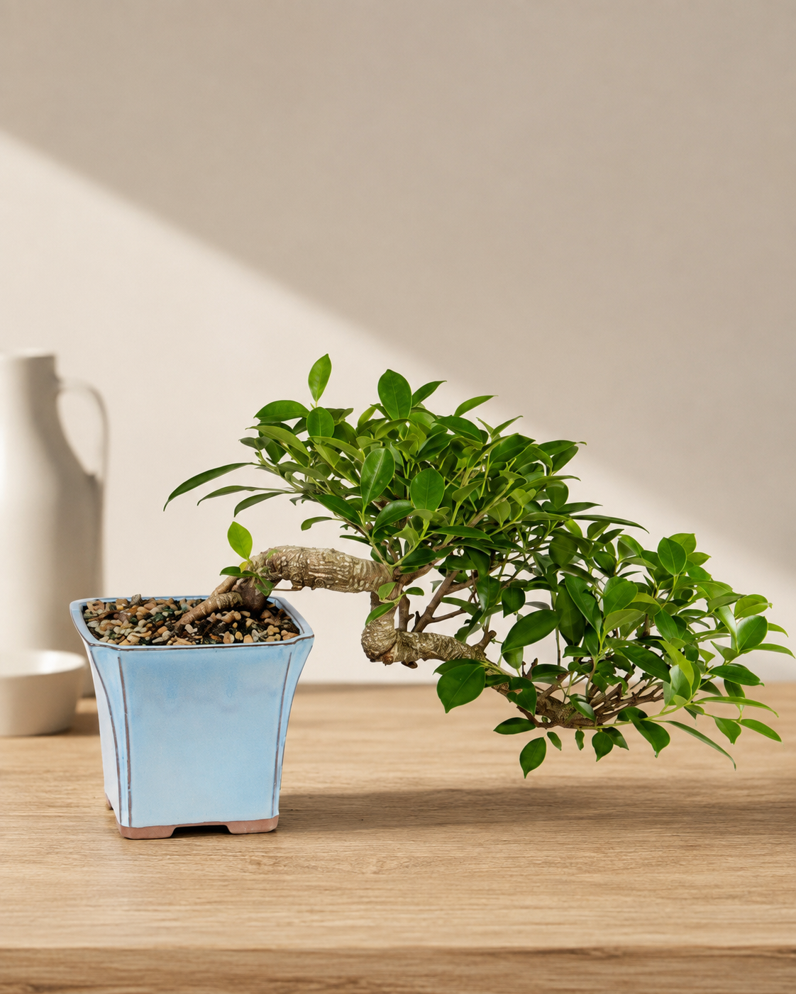 Golden Gate Ficus Bonsai