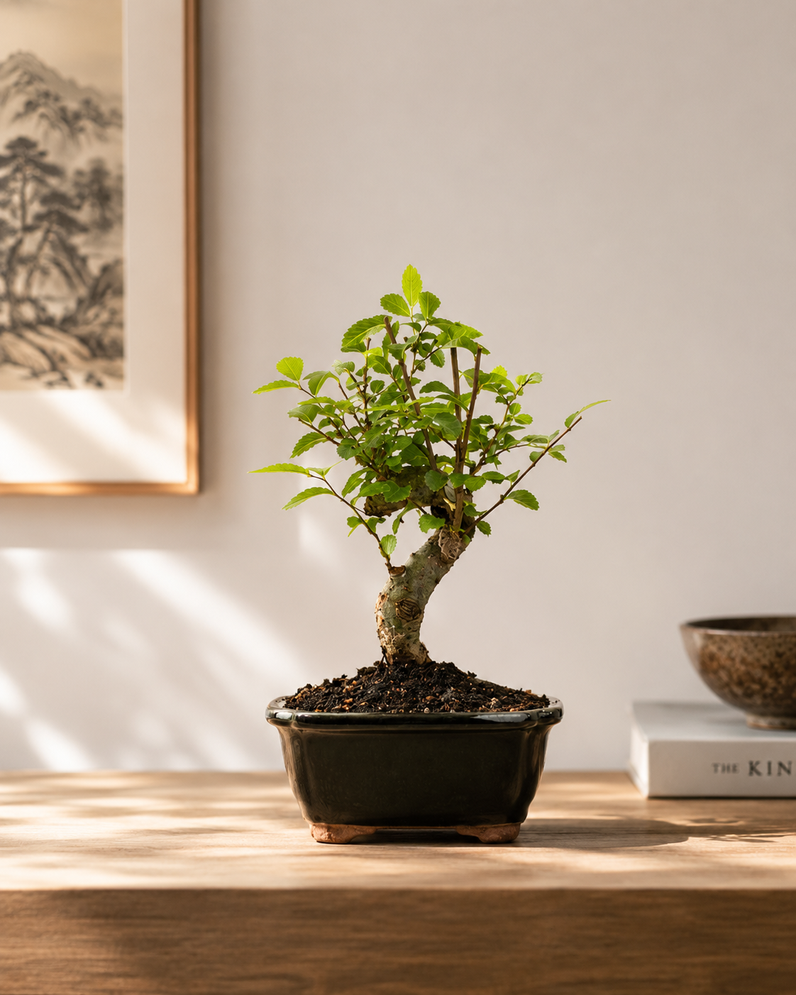 TODOROKI Shohin Chinese Elm Bonsai Tree