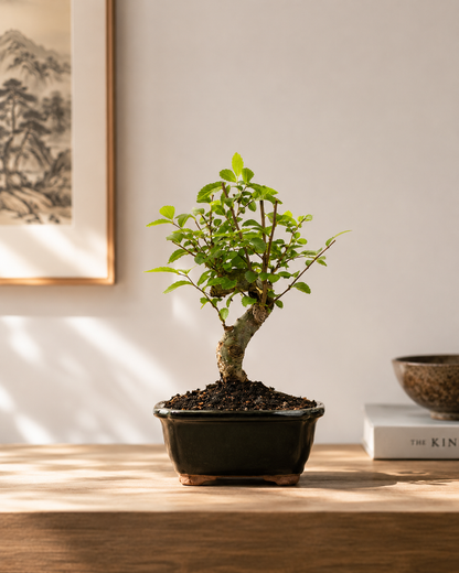 TODOROKI Shohin Chinese Elm Bonsai Tree