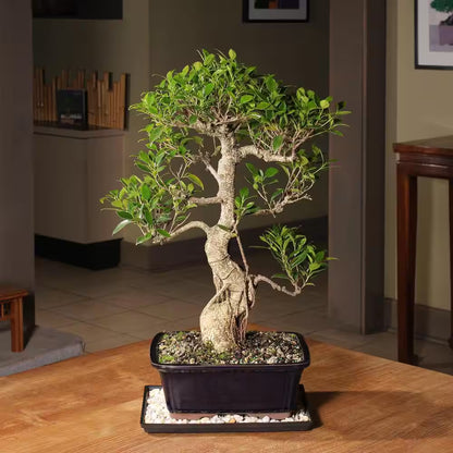 Golden Gate Ficus Bonsai Tree Indoor Plant in Ceramic Bonsai Pot Container, 10 Years Old, 16 to 20 In.