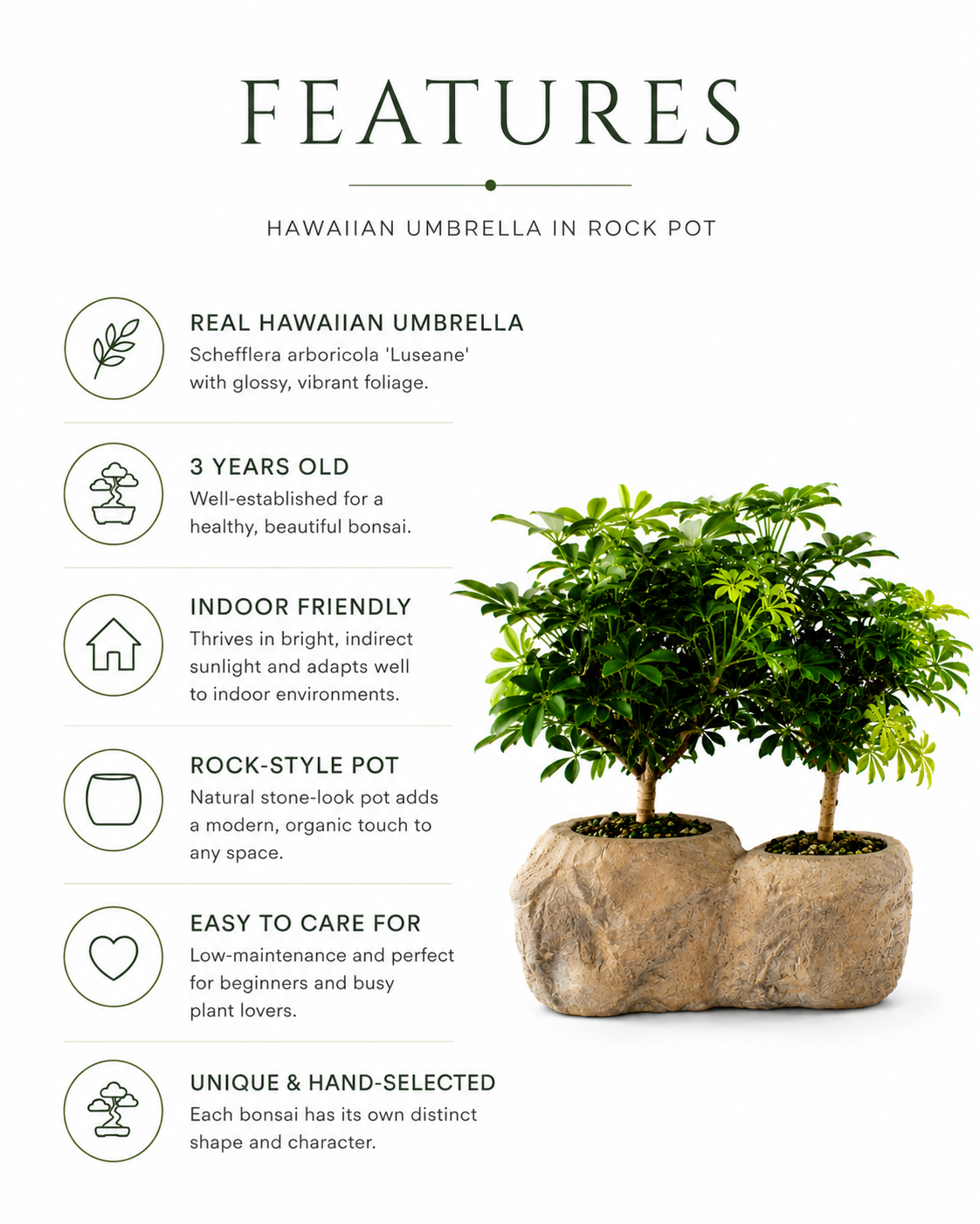 Hawaiian Umbrella Bonsai in Rock Pot