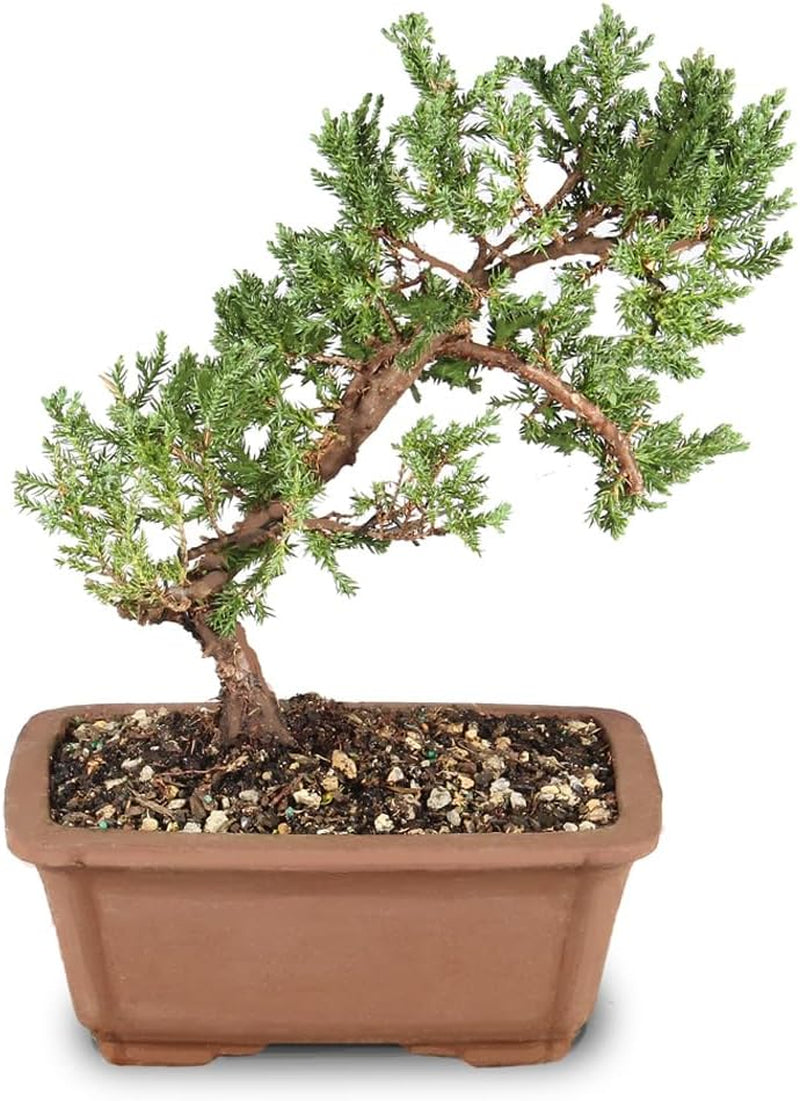 - Medium Juniper Live Bonsai Tree