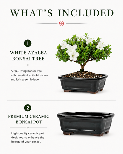 TODOROKI White Azalea Bonsai Tree