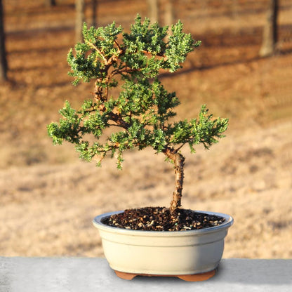 - Medium Juniper Live Bonsai Tree