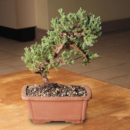 - Medium Juniper Live Bonsai Tree