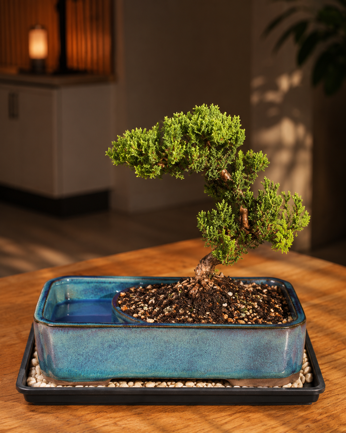 Large Juniper Live Bonsai Tree