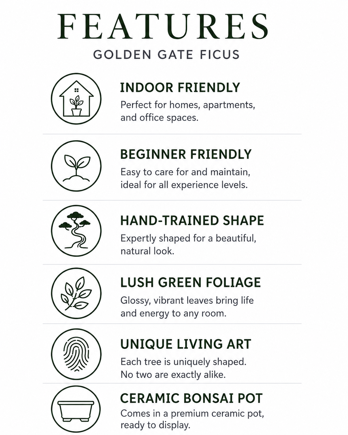 Golden Gate Ficus Bonsai