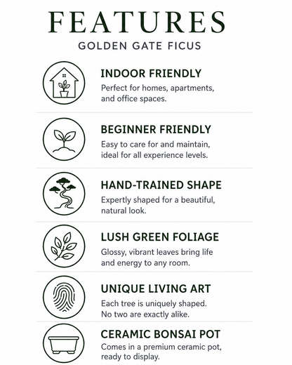Golden Gate Ficus Bonsai