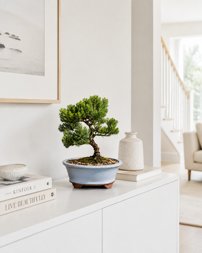 TODOROKI Green Mound Juniper Bonsai Tree