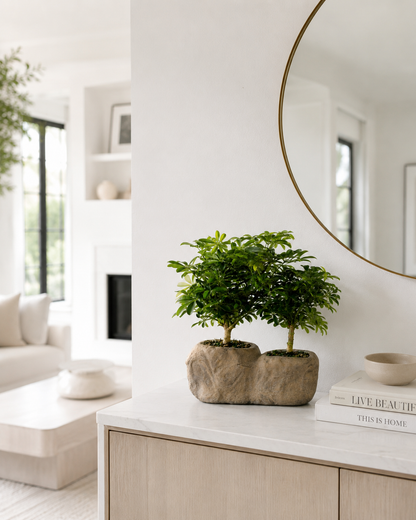 Hawaiian Umbrella Bonsai in Rock Pot