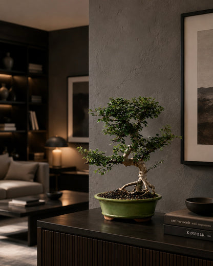 TODOROKI Chinese Elm Bonsai