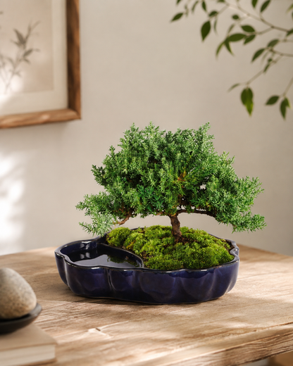 TODOROKI Green Mound Juniper Bonsai