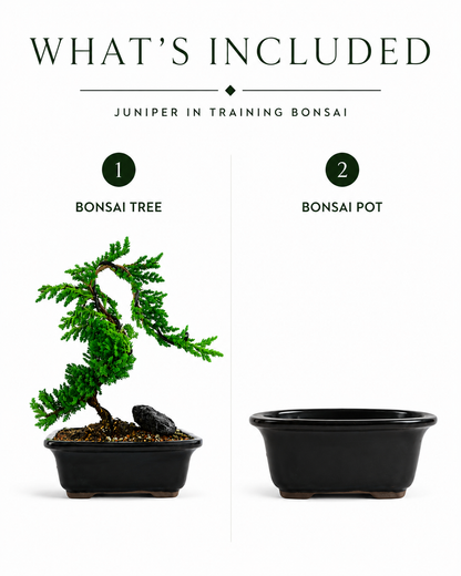TODOROKI Juniper in Training Bonsai
