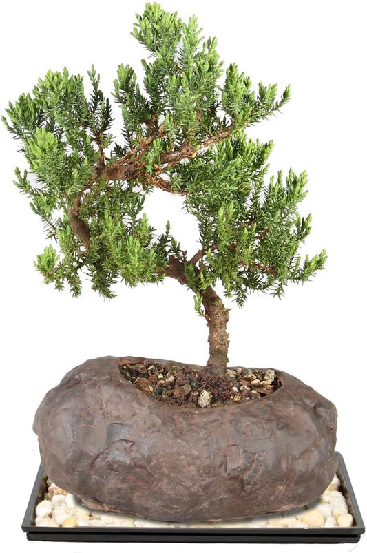 - Medium Juniper Live Bonsai Tree