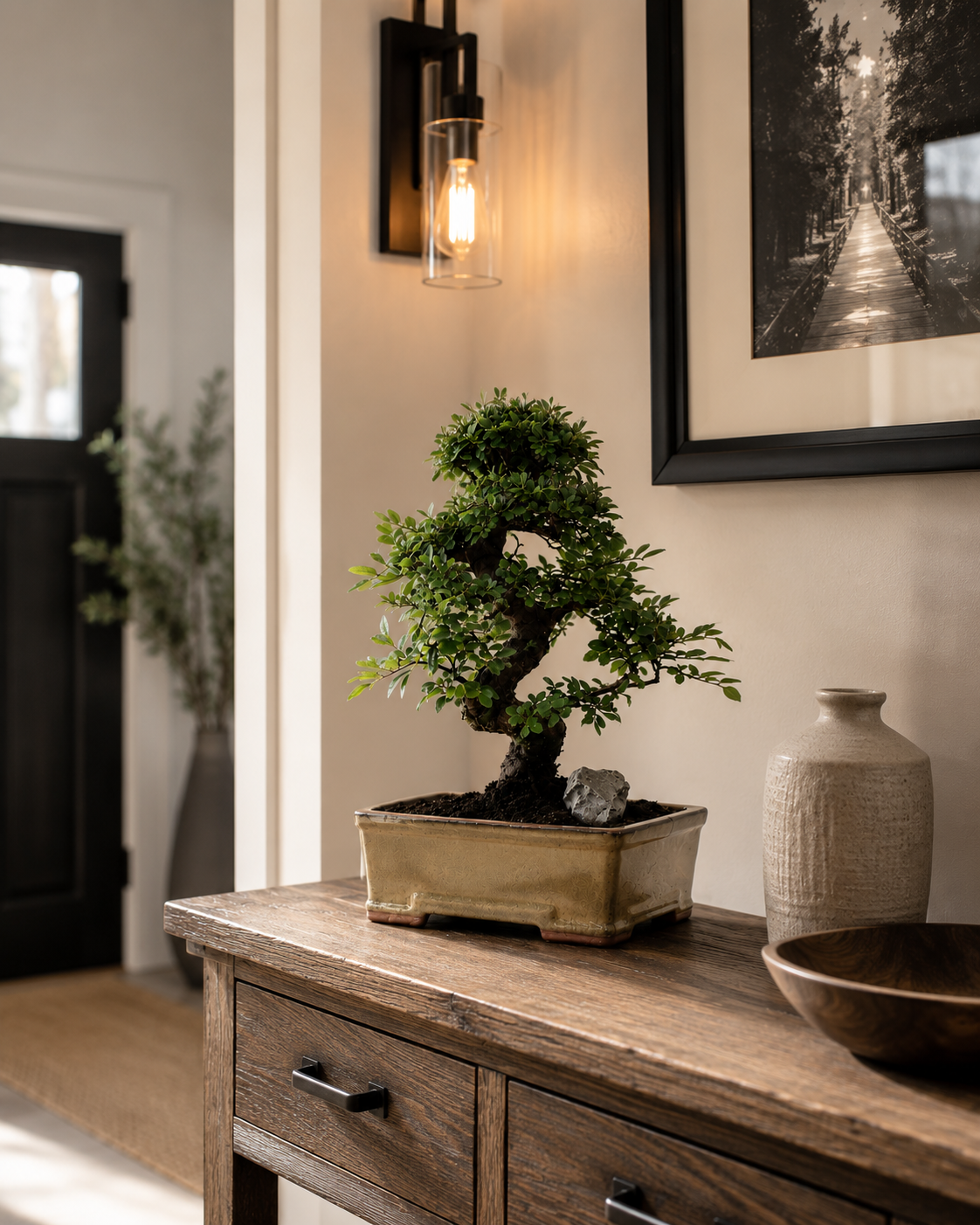 TODOROKI Chinese Elm Bonsai Tree