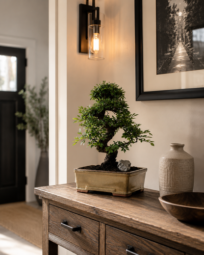 TODOROKI Chinese Elm Bonsai Tree
