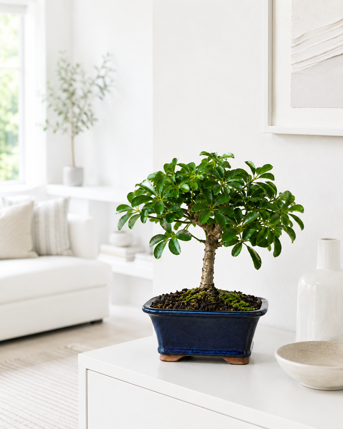 Hawaiian Umbrella Bonsai