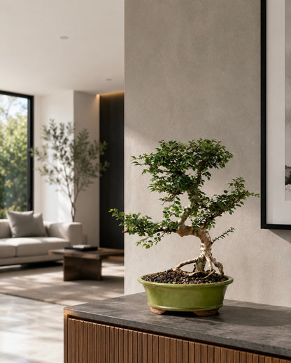 TODOROKI Chinese Elm Bonsai