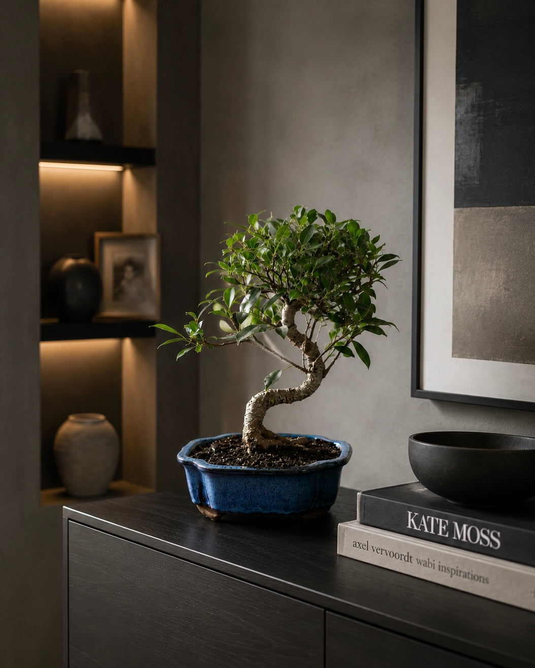 Golden Gate Ficus Indoor Bonsai