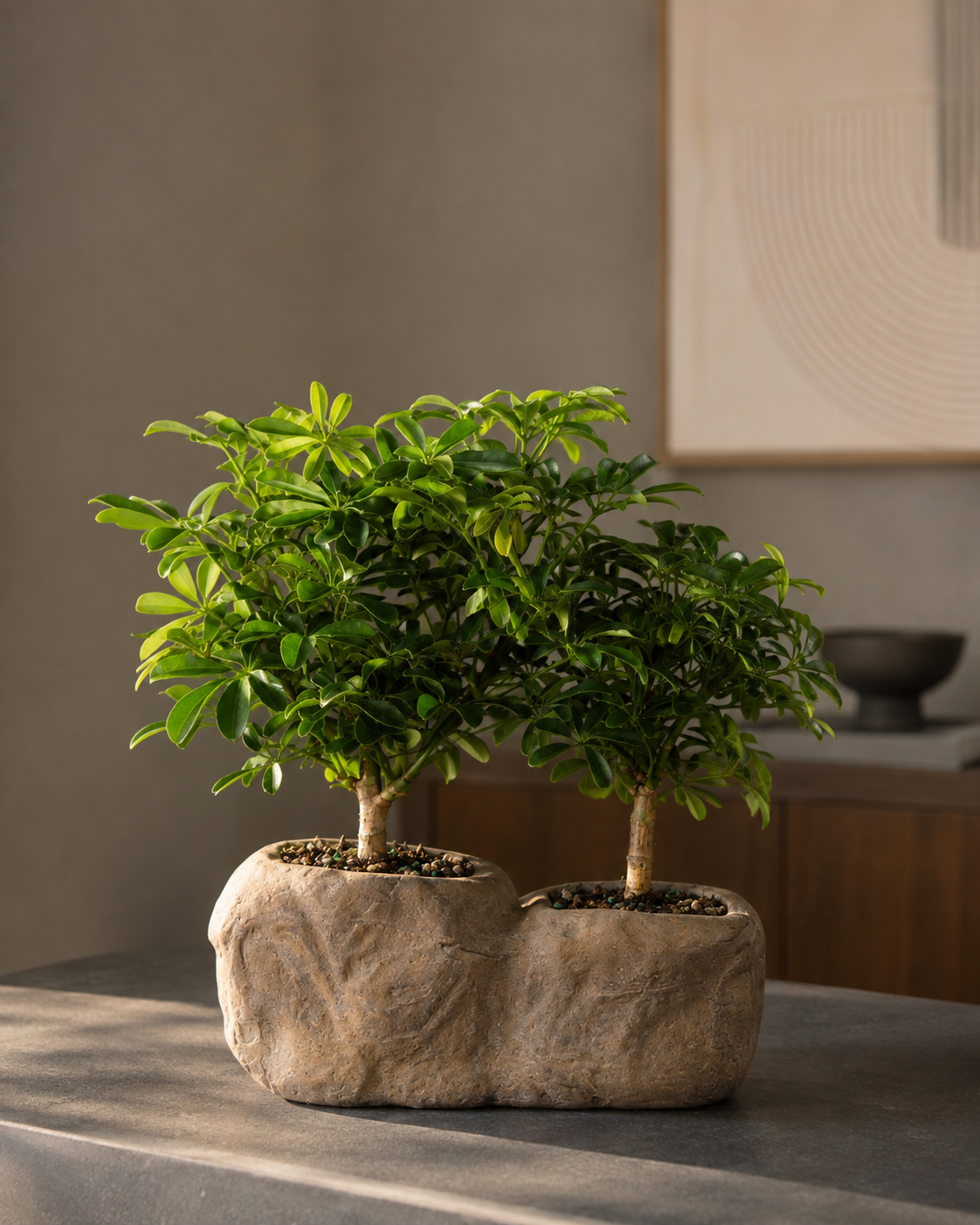 Hawaiian Umbrella Bonsai in Rock Pot