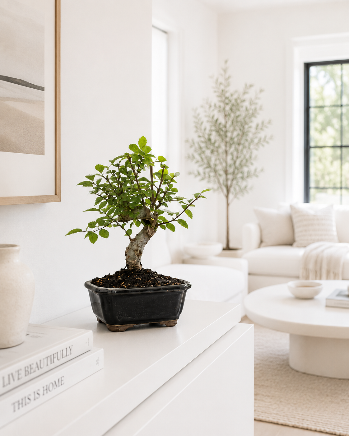 TODOROKI Shohin Chinese Elm Bonsai Tree