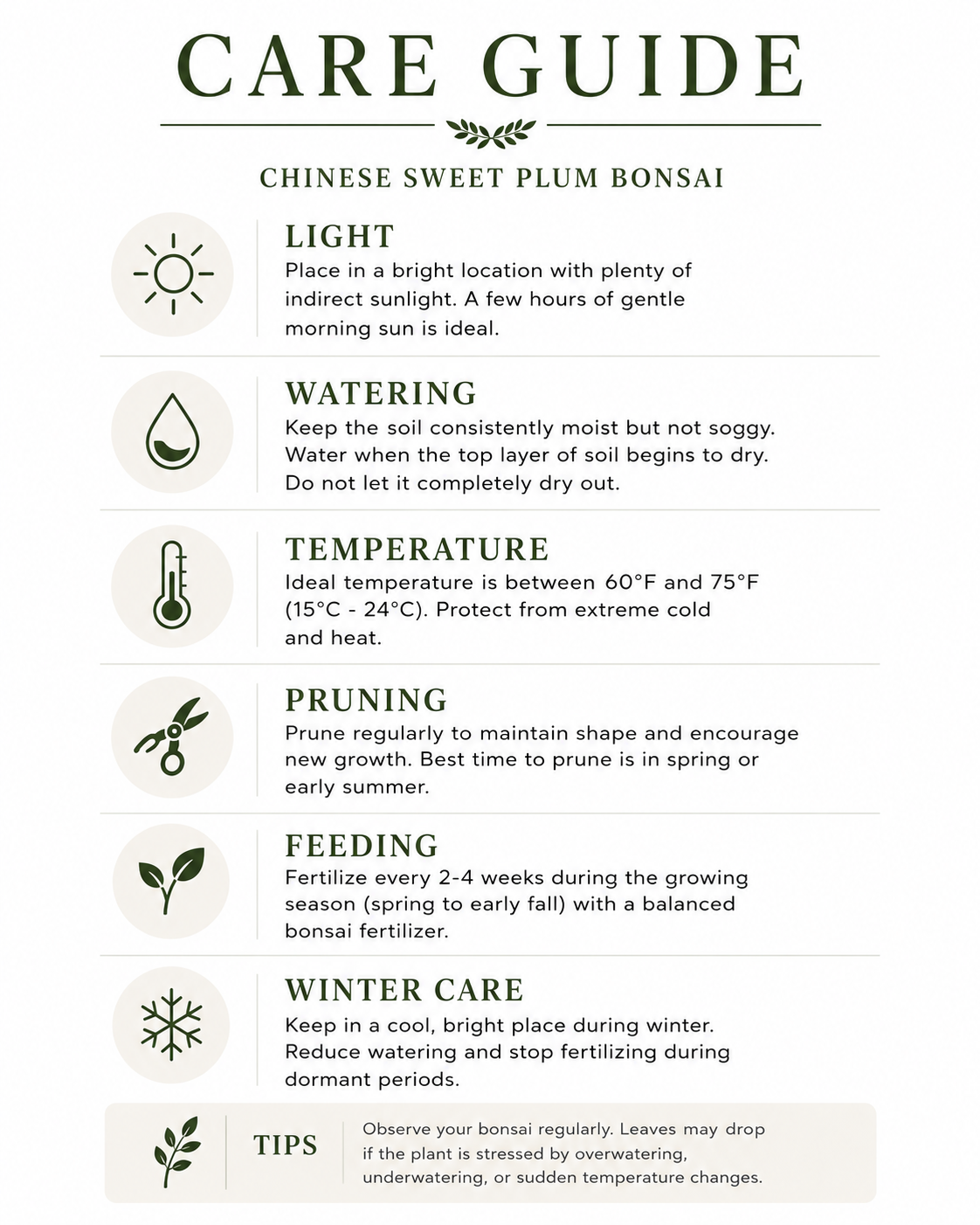 Chinese Sweet Plum Bonsai Tree