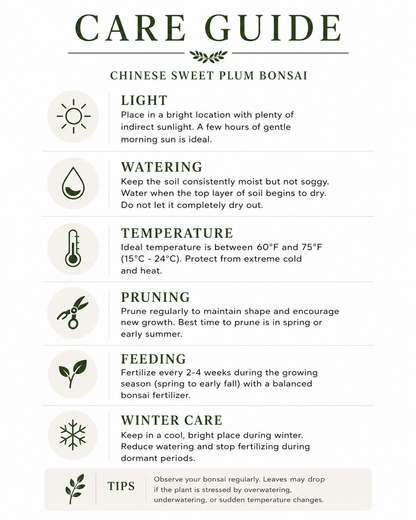 Chinese Sweet Plum Bonsai Tree