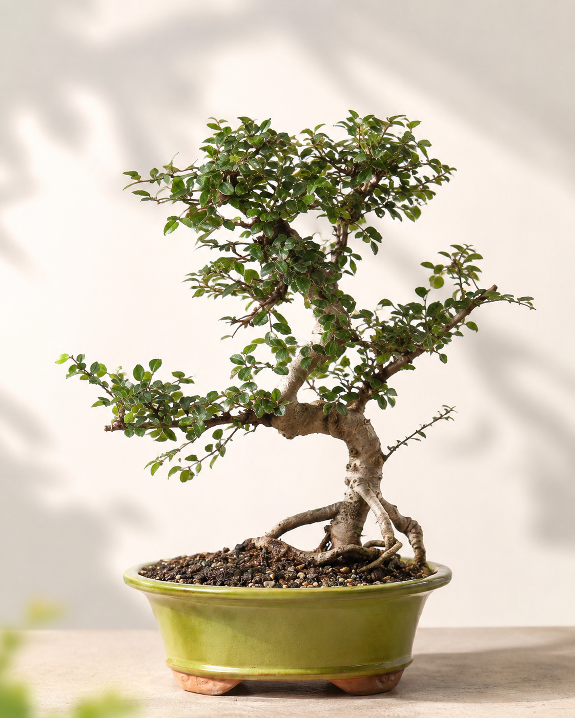 TODOROKI Chinese Elm Bonsai
